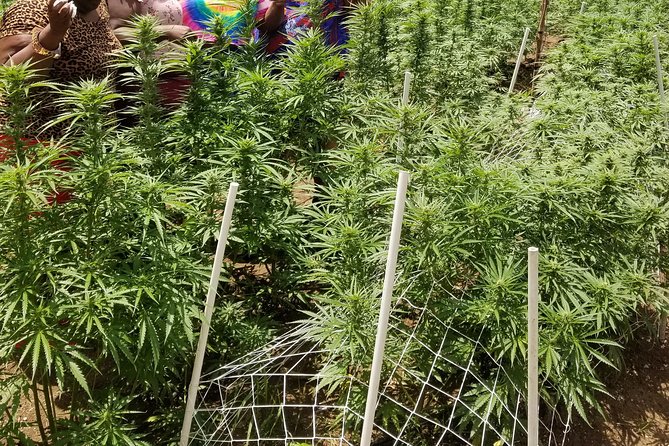 6. Bob Marley 9miles/Dunn's River Private Tour(420 Friendly)final resting place - The 420-friendly question