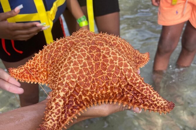 Adventurous-Snorkeling With Sightseeing of Montego Bay - A Family-Friendly Way to Try Snorkeling