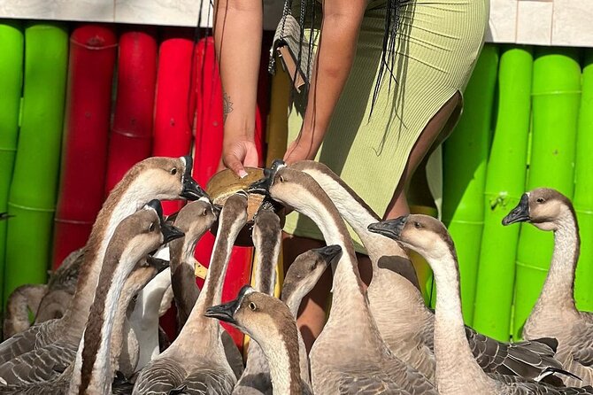 Bird Sanctuary and animal farm Day Tour - The drive can be part of the tour