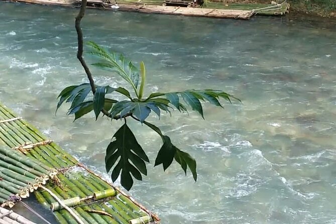 Bird Sanctuary and/or Lethe Bamboo Rafting from Montego Bay - Who will get the most from this trip