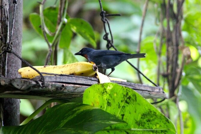 Bird Sanctuary and/or Lethe Bamboo Rafting from Montego Bay - Booking details and cancellation terms