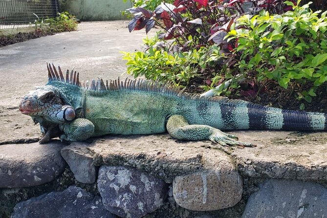 Blue Hole & Konoko Falls Park Combo Tour from Montego Bay - Who will enjoy this half-day
