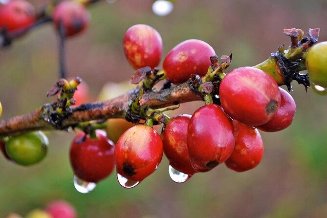 Blue Mountain Coffee, Bob Marley and Art Tour from Montego Bay - Craighton Estate and the coffee lesson