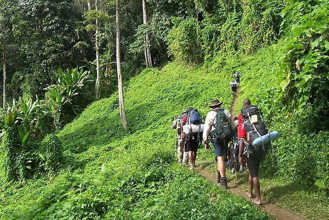 Bush Hiking to explore Wild Plants & Fresh Fruits,Montego Bay - Leaving Montego Bay for Lethe Village