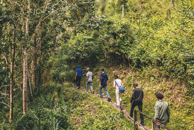 Bush Hiking to explore Wild Plants & Fresh Fruits,Montego Bay - A 1.5-Hour Walk Through Tropical Bush