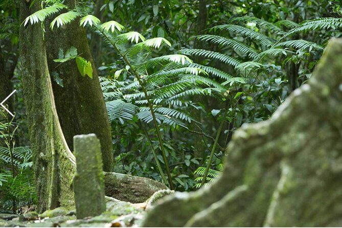 Bush Hiking to explore Wild Plants & Fresh Fruits,Montego Bay - What the Private Format Adds