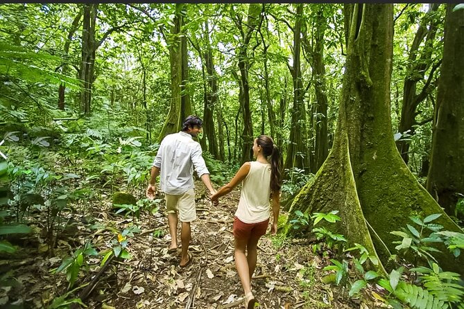 Bush Hiking to explore Wild Plants & Fresh Fruits,Montego Bay - Is the $160 Price Good Value?