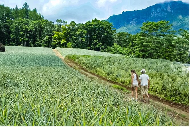 Bush Hiking to explore Wild Plants & Fresh Fruits,Montego Bay - Who Will Enjoy This Montego Bay Hike?