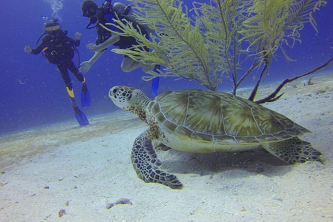 Certified 2-Tank Scuba Diving Tour from Montego Bay - Key points for your Montego Bay scuba day