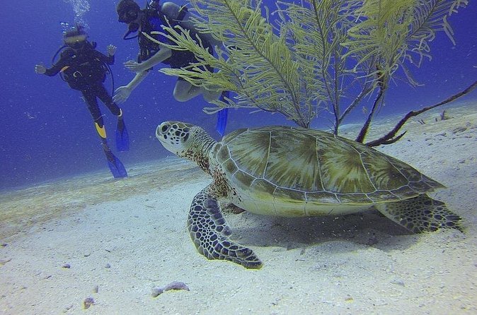 Certified 2-Tank Scuba Diving Tour from Montego Bay - Meeting at Sunset Beach Resort at 7:30 am