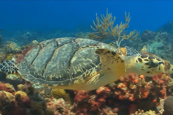 Customize Snorkeling with Option shopping Lunch & Stop local food - Cruising toward the reef