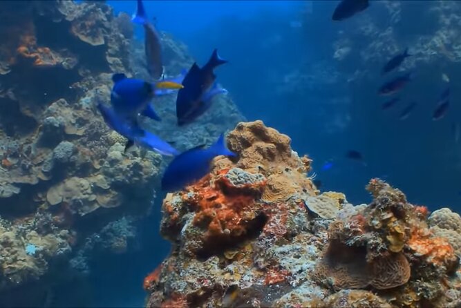 Customize Snorkeling with Option shopping Lunch & Stop local food - What the snorkeling itself is like