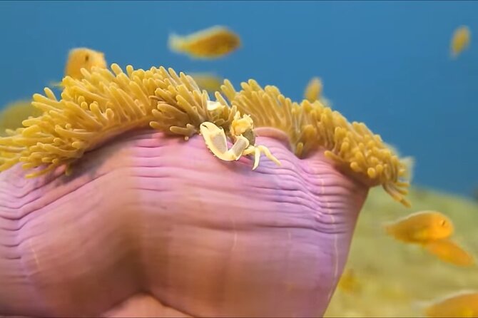 Customize Snorkeling with Option shopping Lunch & Stop local food - Small groups and a quieter pace