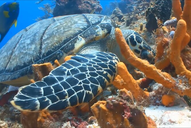 Customize Snorkeling with Option shopping Lunch & Stop local food - Shopping, local food, and the lunch question