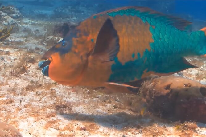 Customize Snorkeling with Option shopping Lunch & Stop local food - What the $65.99 price covers