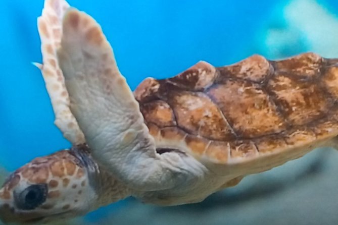 Discover Scuba Diving in Montego Bay - What this Montego Bay scuba lesson is really like