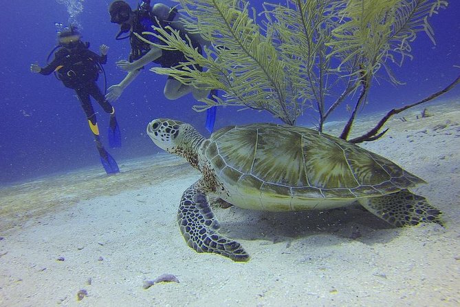 Discover Scuba Diving in Montego Bay - Meeting the instructor and getting fitted out