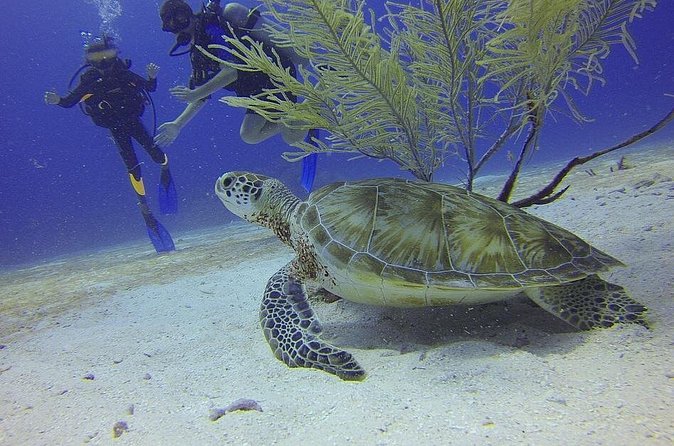 Discover Scuba Diving in Montego Bay - Why the small group size matters
