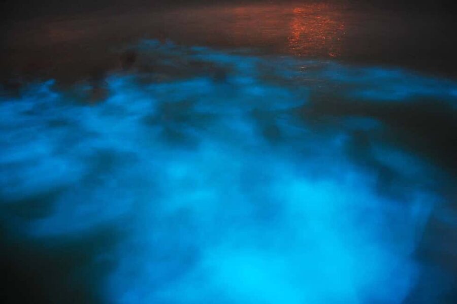 From Montego Bay: Luminous Lagoon Nighttime Boat Tour - Swimming in Water That Lights Around You