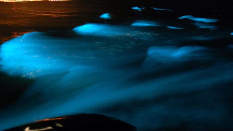 From Montego Bay: Luminous Lagoon Nighttime Boat Tour - Should You Book It?