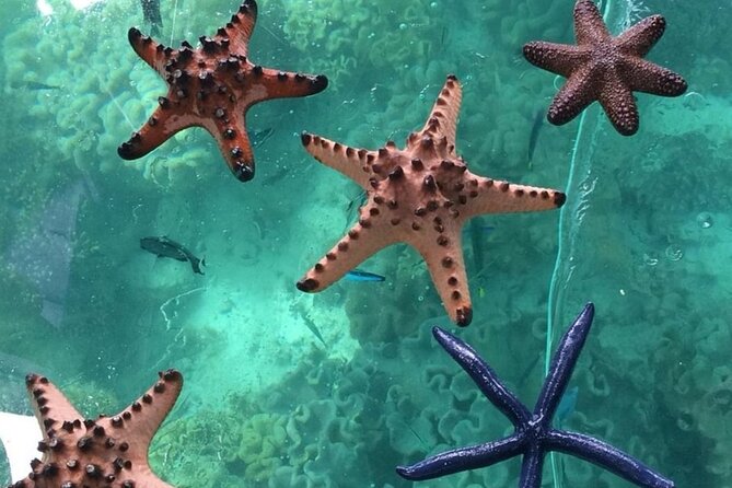 Glass Bottom Boat Water Activity in Montego Bay Jamaica - Seeing Montego Bay from the water