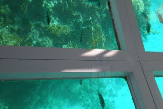 Glass Bottom Boat Water Activity in Montego Bay Jamaica - Captain Dan, Trey, and the story behind the view