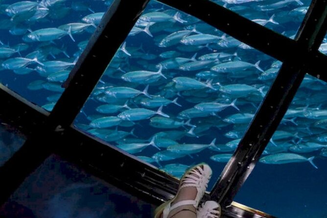 Glass Bottom Boat Water Activity in Montego Bay Jamaica - Coral reefs and marine life through the glass