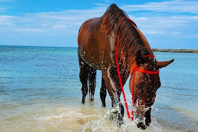 Horseback Ride and Swim Jamaica - What to arrange before you go
