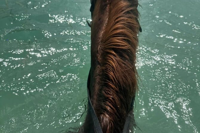 Horseback Riding In The Ocean from Montego Bay Private Transfer - Why Thomas Explora Tours earns attention