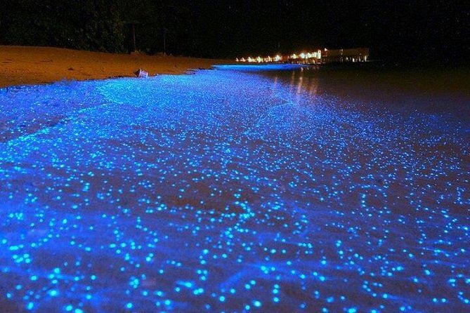 Luminous Lagoon Night-Time Tour from Montego Bay - Why Luminous Lagoon glows after dark