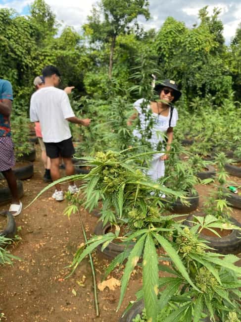Montego Bay: Marijuana Farm and Bird Sanctuary Tour - Hotel pickup and a private ride from Montego Bay
