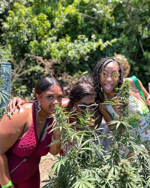 Montego Bay: Marijuana Farm and Bird Sanctuary Tour - The bird sanctuary is the stronger part for many visitors