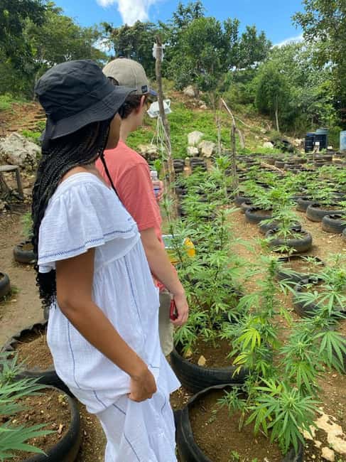 Montego Bay: Marijuana Farm and Bird Sanctuary Tour - What the price means in real terms