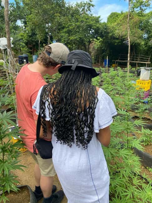 Montego Bay: Marijuana Farm and Bird Sanctuary Tour - Who should consider booking this activity