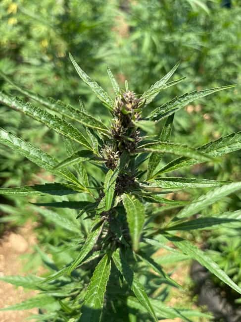 Montego Bay: Marijuana Farm Private Tour with Transportation - Seeing seedlings, mature plants, and farm methods
