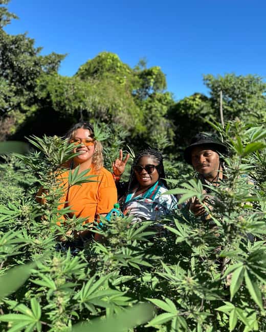 Montego Bay: Marijuana Farm Private Tour with Transportation - How much value do you get for $133?