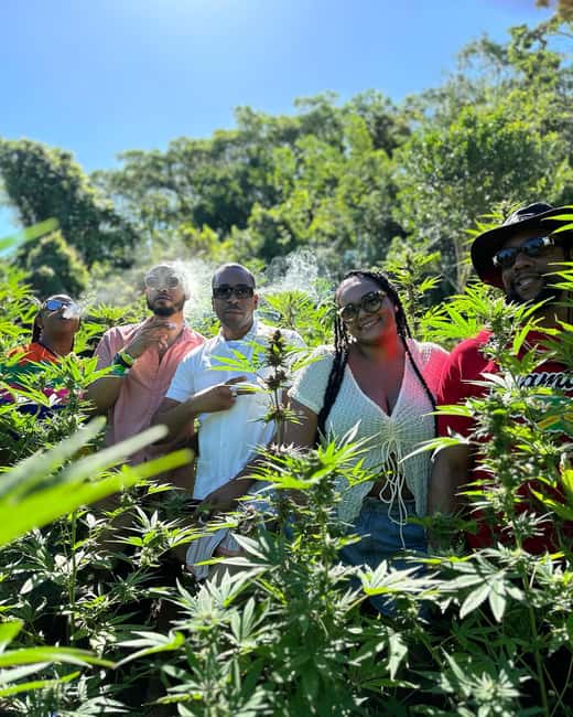 Montego Bay: Marijuana Farm Private Tour with Transportation - Pickup from Montego Bay, Falmouth, and nearby parishes
