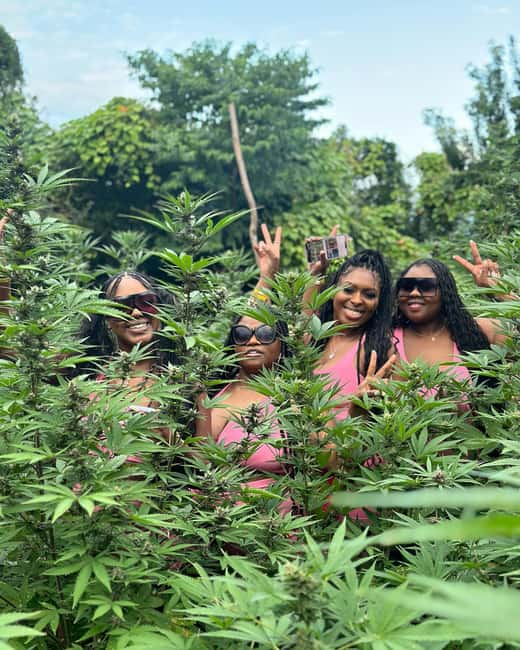 Montego Bay Marijuana Farm Tour - Walking into the Cornwall County farm