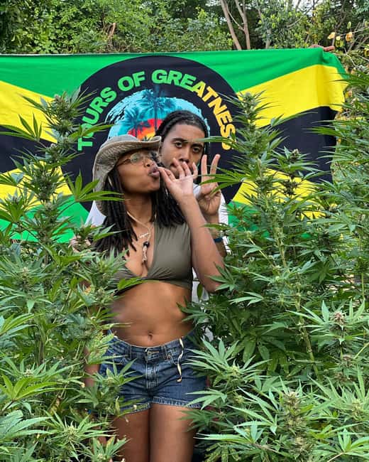 Montego Bay Marijuana Farm Tour - Learning the farming process from seed to harvest