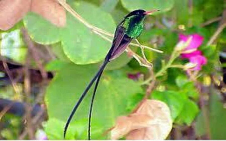 Montego Bay: Private Rocklands Bird Sanctuary Trip - The best part: hummingbirds feeding from your hand