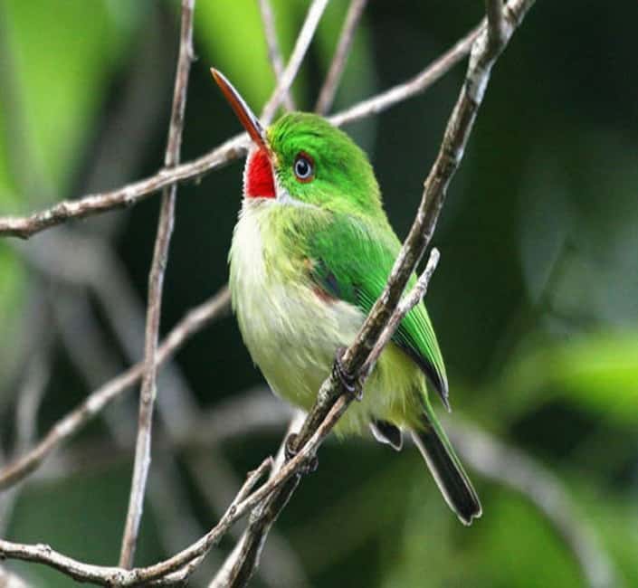Montego Bay: Private Rocklands Bird Sanctuary Trip - Price: good value for bird lovers, less so for casual sightseers