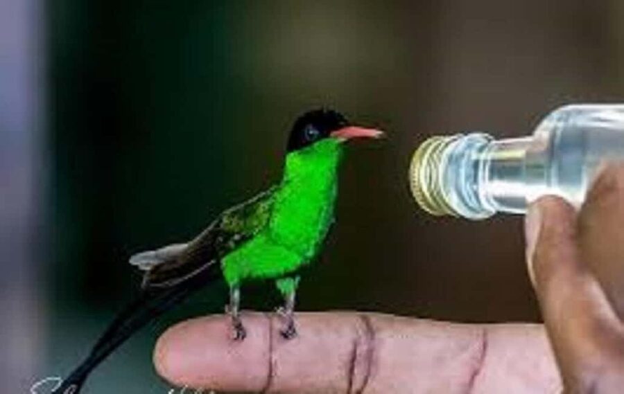 Montego Bay: Private Rocklands Bird Sanctuary Trip - What to bring and how to prepare