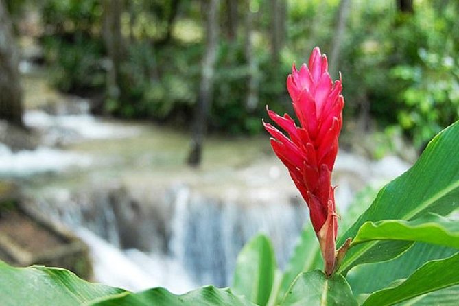 Montego Bay to Dunn's River Falls Half-Day Trip - How to prepare for a smoother day