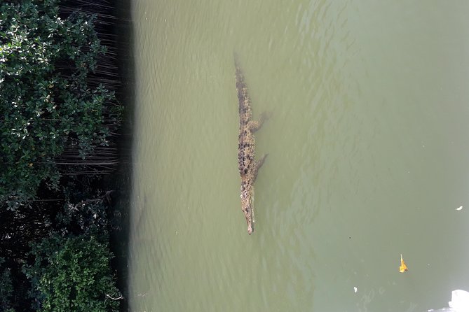 Private Black River Safari Tour from Montego Bay - Why the private format can be worth the price