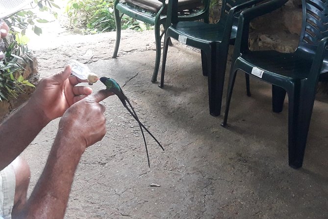 Private Rockland Bird Sanctuary Tour from Montego Bay - Key points at a glance