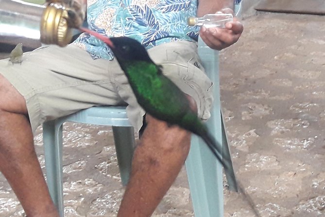 Private Rockland Bird Sanctuary Tour from Montego Bay - The one-hour visit at Rockland Bird Sanctuary