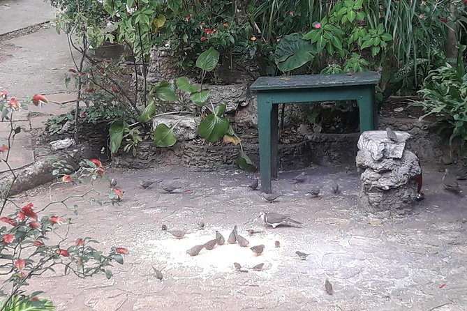 Private Rockland Bird Sanctuary Tour from Montego Bay - Why the private format helps