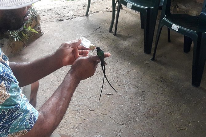 Private Rockland Bird Sanctuary Tour from Montego Bay - Comfort, clothing, and practical limits