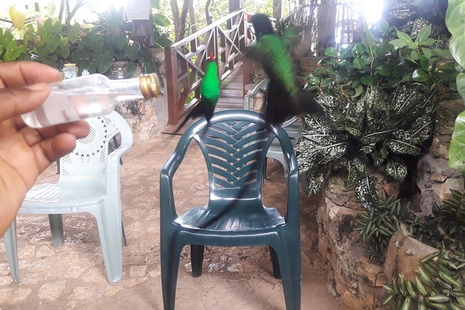 Private Rockland Bird Sanctuary Tour from Montego Bay - What the strongest moments feel like
