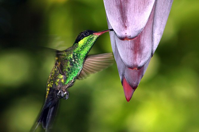 Private Rockland Bird Sanctuary Tour from Montego Bay - The road from Montego Bay and the private ride